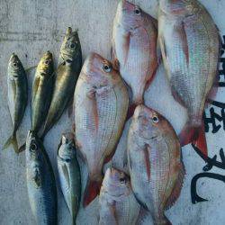 網屋丸 釣果