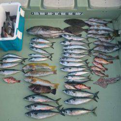 気仙沼 つり丸 釣果