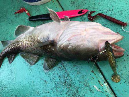 広進丸 釣果