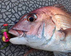 YELLOW-TAIL　イエローテール 釣…