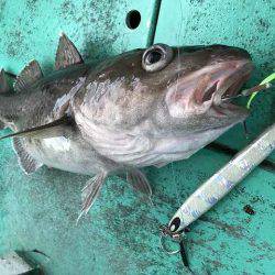 広進丸 釣果