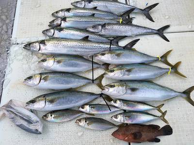 ミタチ丸 釣果