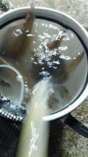 ディープ オーシャン 釣果