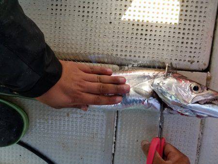 遊漁船 ニライカナイ 釣果