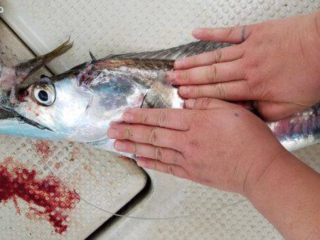 遊漁船　ニライカナイ 釣果