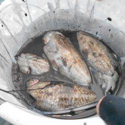 こうゆう丸 釣果