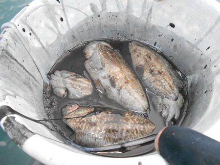 こうゆう丸 釣果