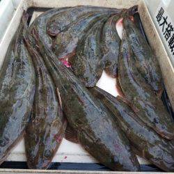 Magic(マジック) 釣果