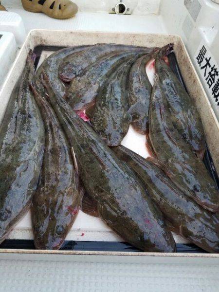 Magic（マジック） 釣果