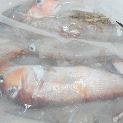 こうゆう丸 釣果