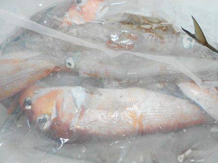 こうゆう丸 釣果