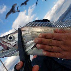 遊漁船 ニライカナイ 釣果