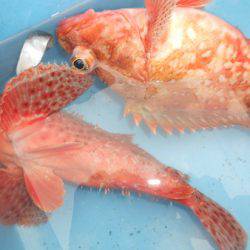 こうゆう丸 釣果