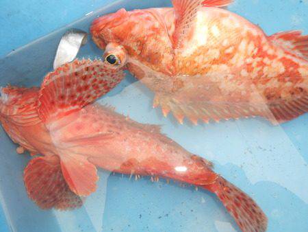 こうゆう丸 釣果