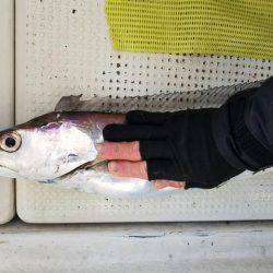 遊漁船　ニライカナイ 釣果