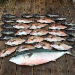 由良海上釣り堀 海人 釣果