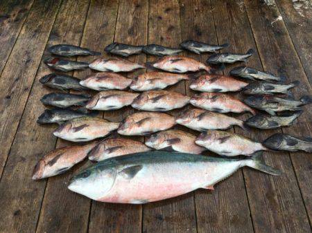 由良海上釣り堀 海人 釣果