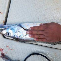 遊漁船 ニライカナイ 釣果