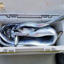 遊漁船 ニライカナイ 釣果