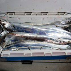 遊漁船　ニライカナイ 釣果