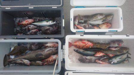 気仙沼　つり丸 釣果