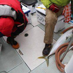 スカイマリン 釣果