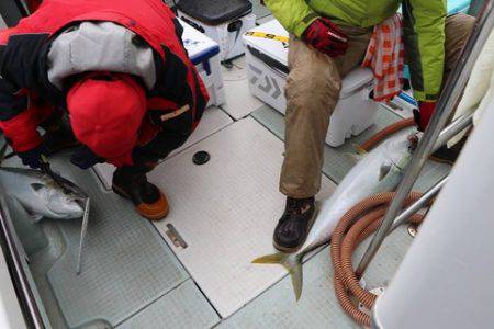 スカイマリン 釣果