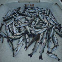 TOPGUN名古屋 釣果