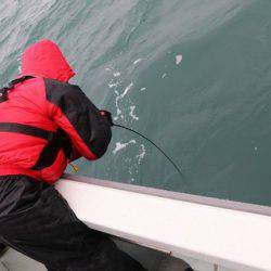 スカイマリン 釣果