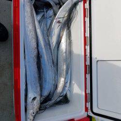 遊漁船 ニライカナイ 釣果