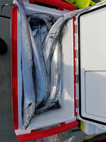 遊漁船 ニライカナイ 釣果