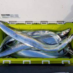 遊漁船 ニライカナイ 釣果