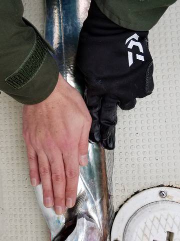 遊漁船　ニライカナイ 釣果