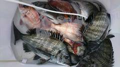 まこと渡船 釣果