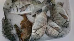 まこと渡船 釣果