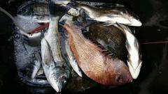 まこと渡船 釣果