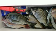 まこと渡船 釣果