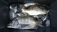 まこと渡船 釣果