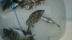 まこと渡船 釣果