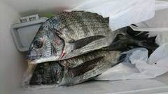 まこと渡船 釣果