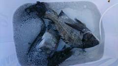 まこと渡船 釣果