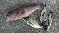 まこと渡船 釣果