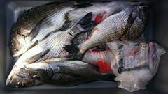 まこと渡船 釣果