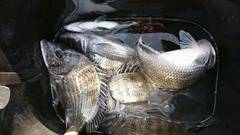 まこと渡船 釣果