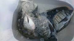 まこと渡船 釣果