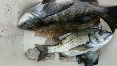 まこと渡船 釣果