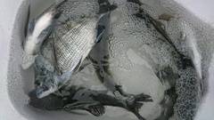 まこと渡船 釣果