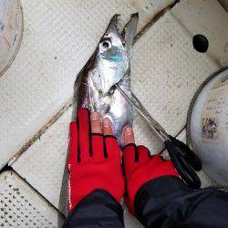 遊漁船 ニライカナイ 釣果