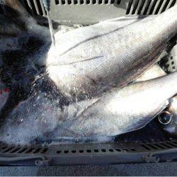 第二大福丸 釣果