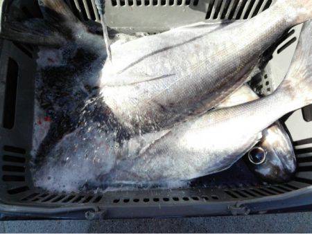 第二大福丸 釣果